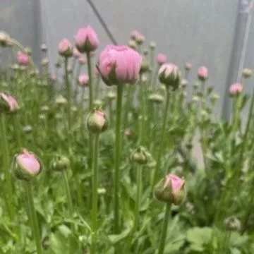 ranunculus0.jpg