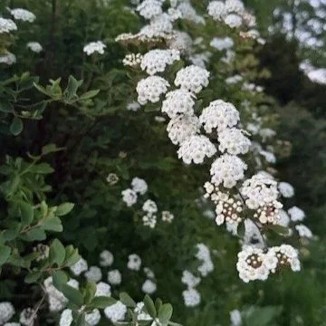 spirea.jpg