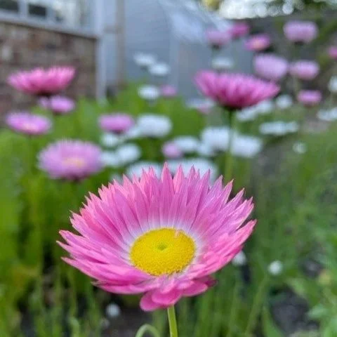 strawflower.jpg