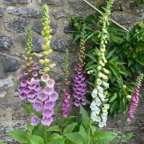 digitalis.jpg