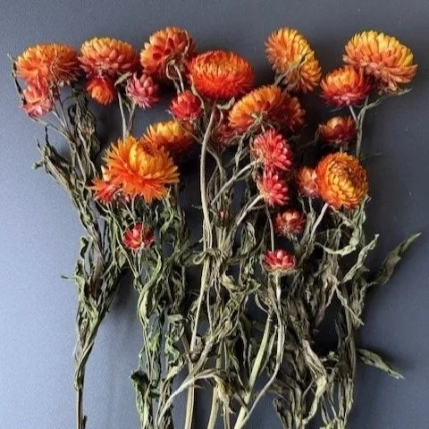 orange+1.jpg