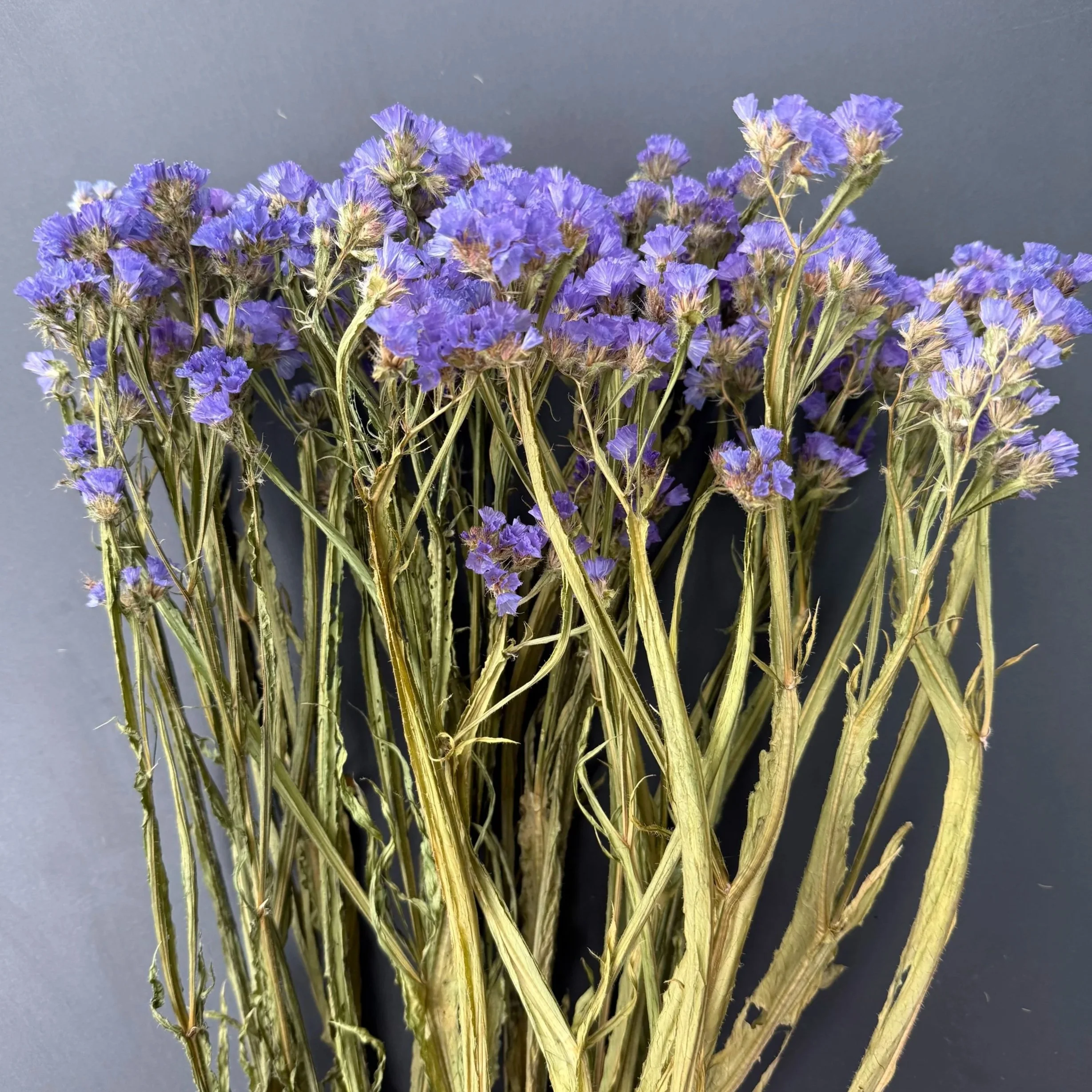 Limonium sinuatum 'Sunburst Pale Blue' (statice)