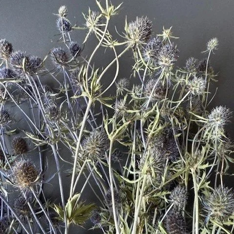 eryngium+%60.jpg