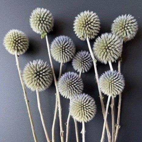 Echinops (globe thistle)