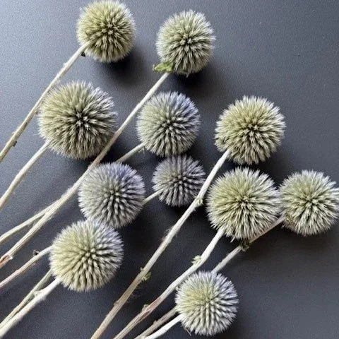 echinops+3.jpg