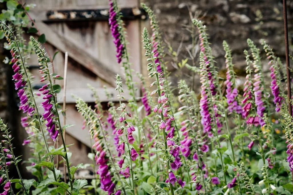 Foxgloves or digitalis with a garden door in the background