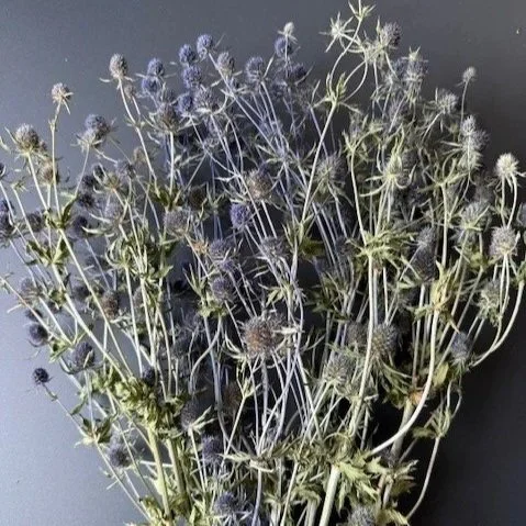 Eryngium (sea holly)