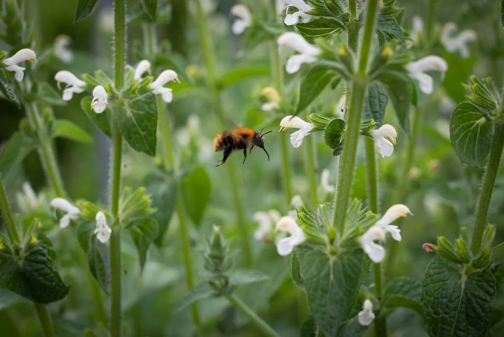 A bee flying among green plant stems with white flowers.