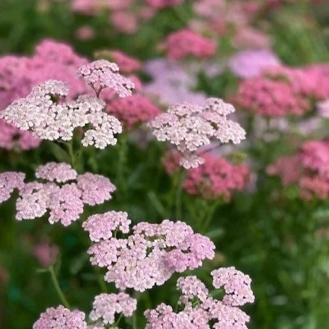 achillea.jpg