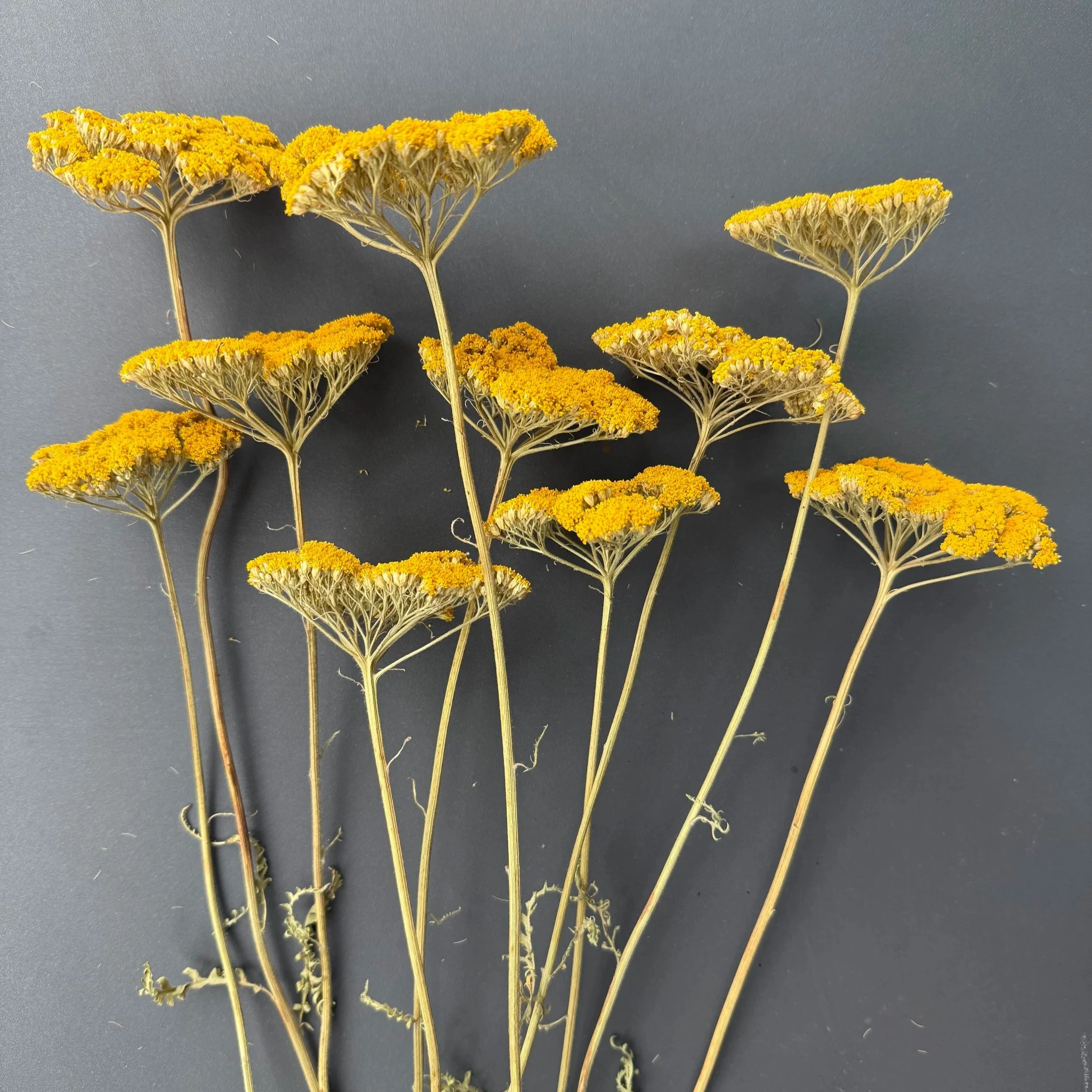 Achillea filipendulina 'Cloth of Gold' (yarrow)
