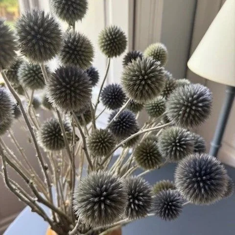 echinops.jpg