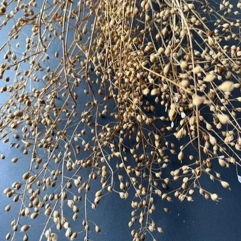 camelina+sativa+1.jpg
