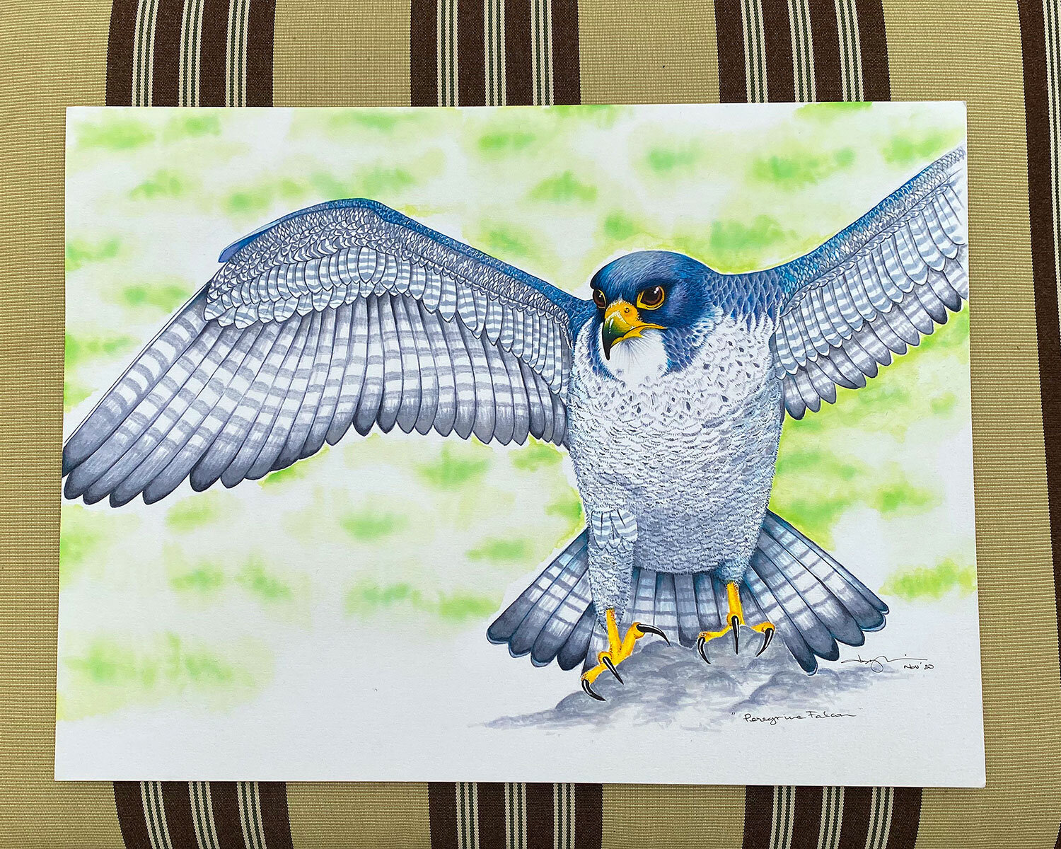 00_014_4065_PeregrineFalcon_FINISHED.jpg