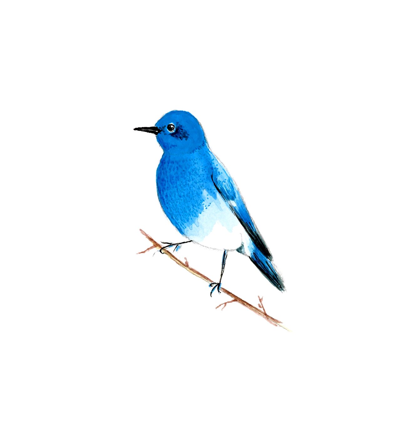 ART_Scan_Spring_bluebird2.jpg
