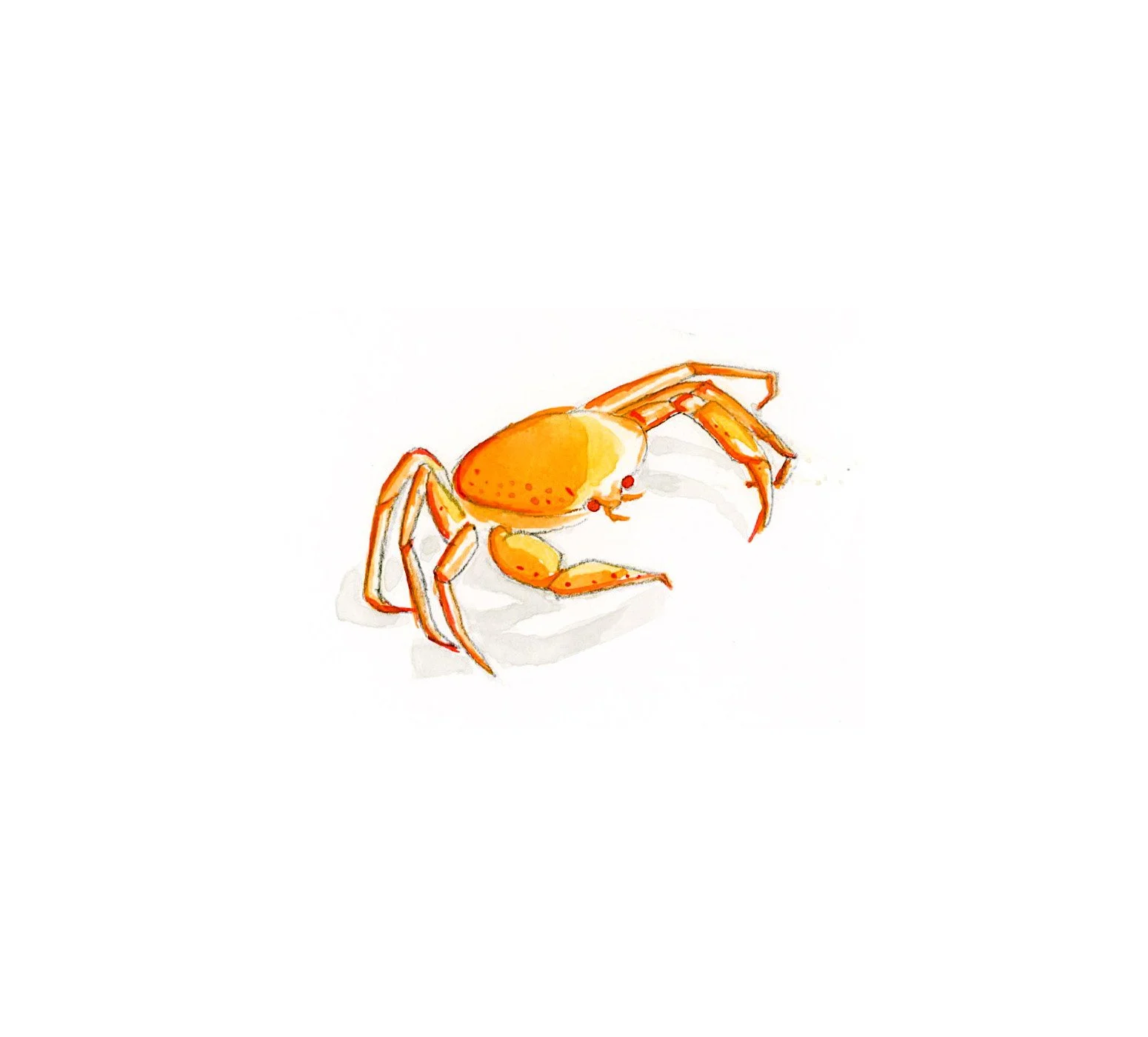 ART_Scan_Winter_Crab2.jpg