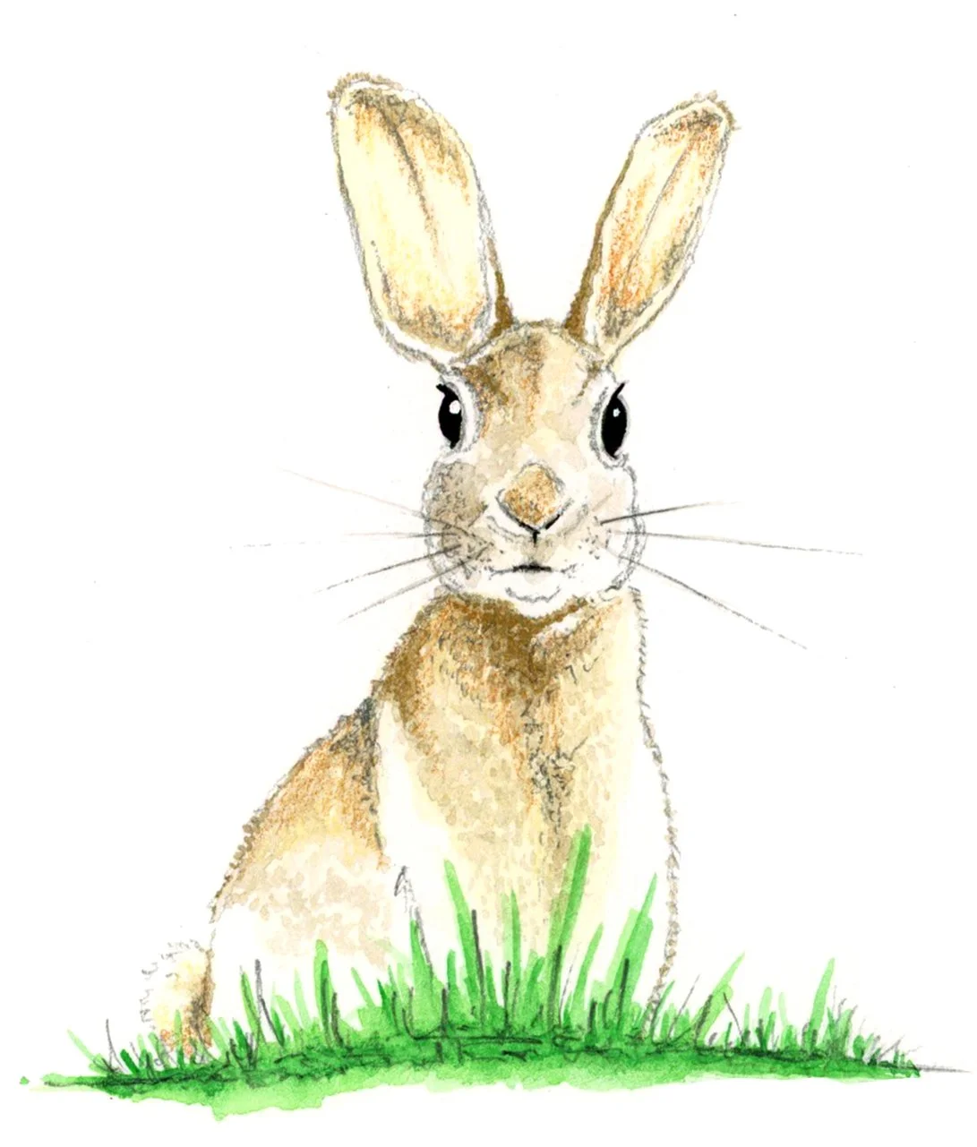 01_Animals_bunny.jpg