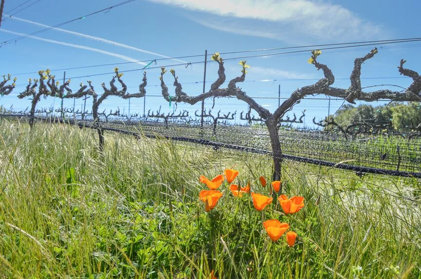 vineyard1.jpg