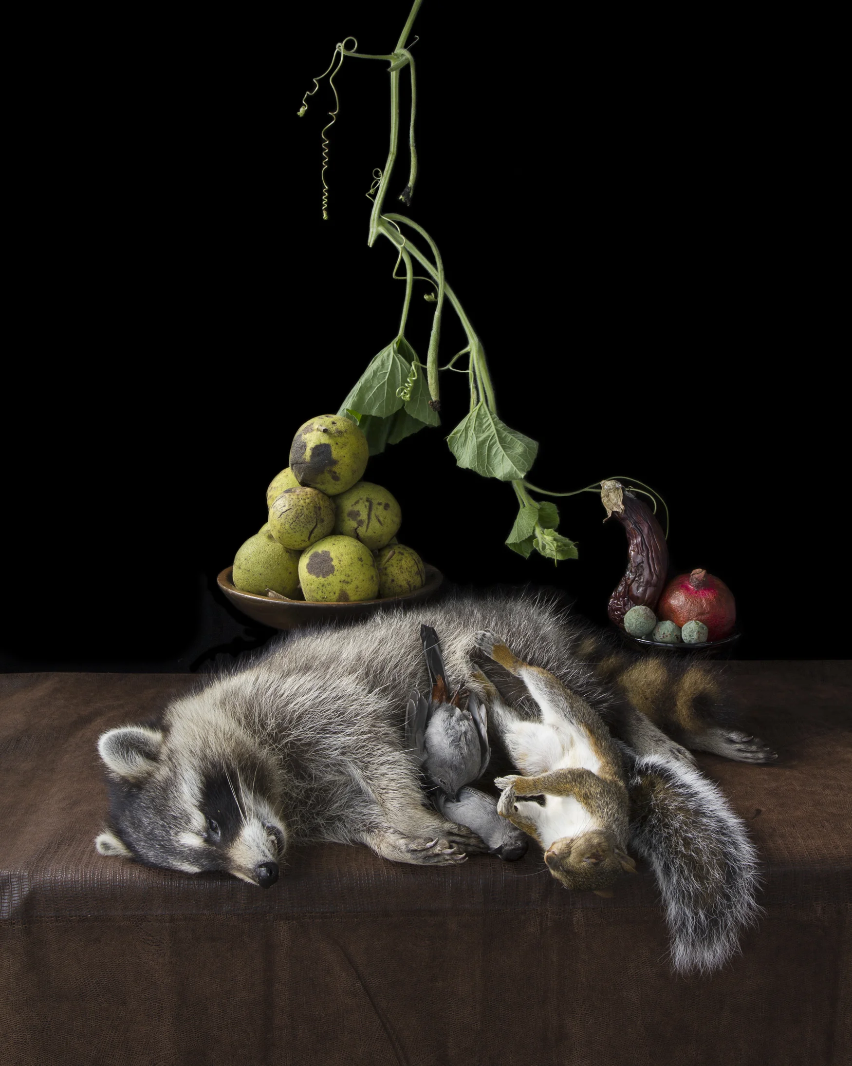 10Weenix_Raccoon.jpg