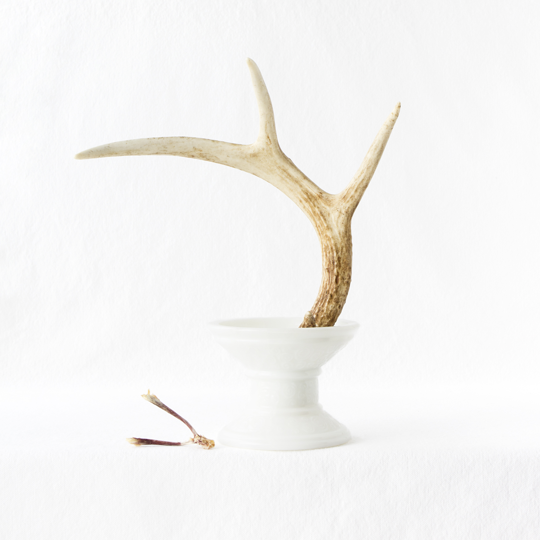 AntlerWishbone.jpg