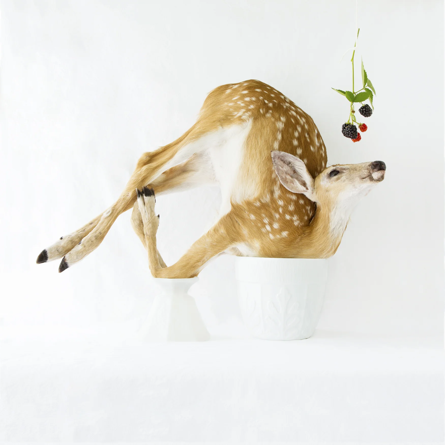 Deer_Blackberry_0055.jpg