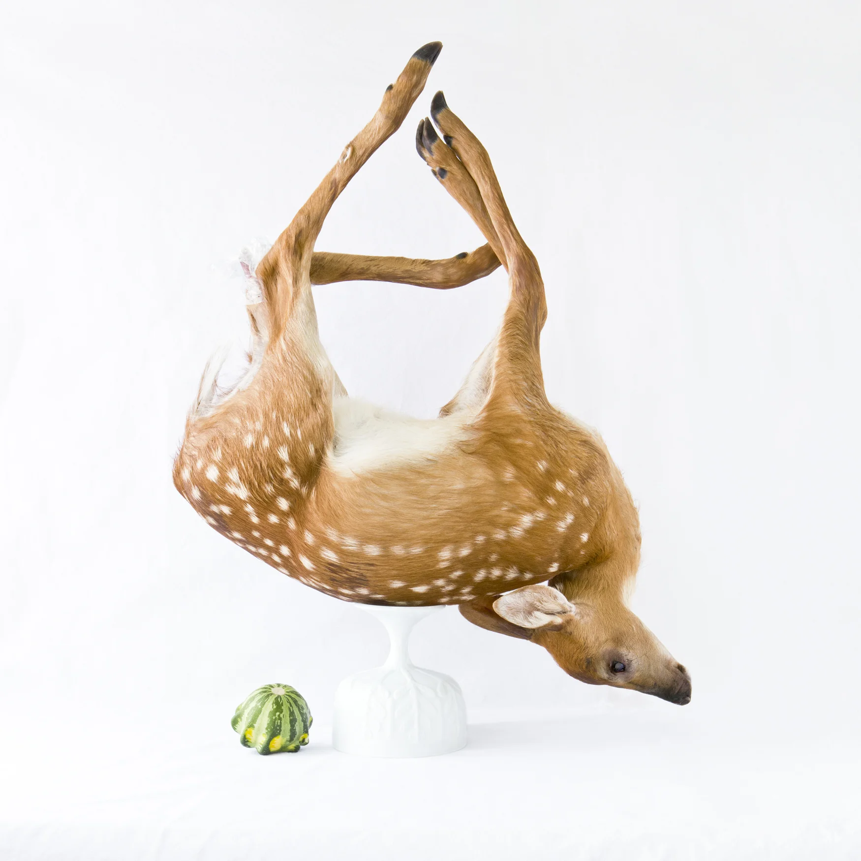 DeerPattypanREvised.jpg