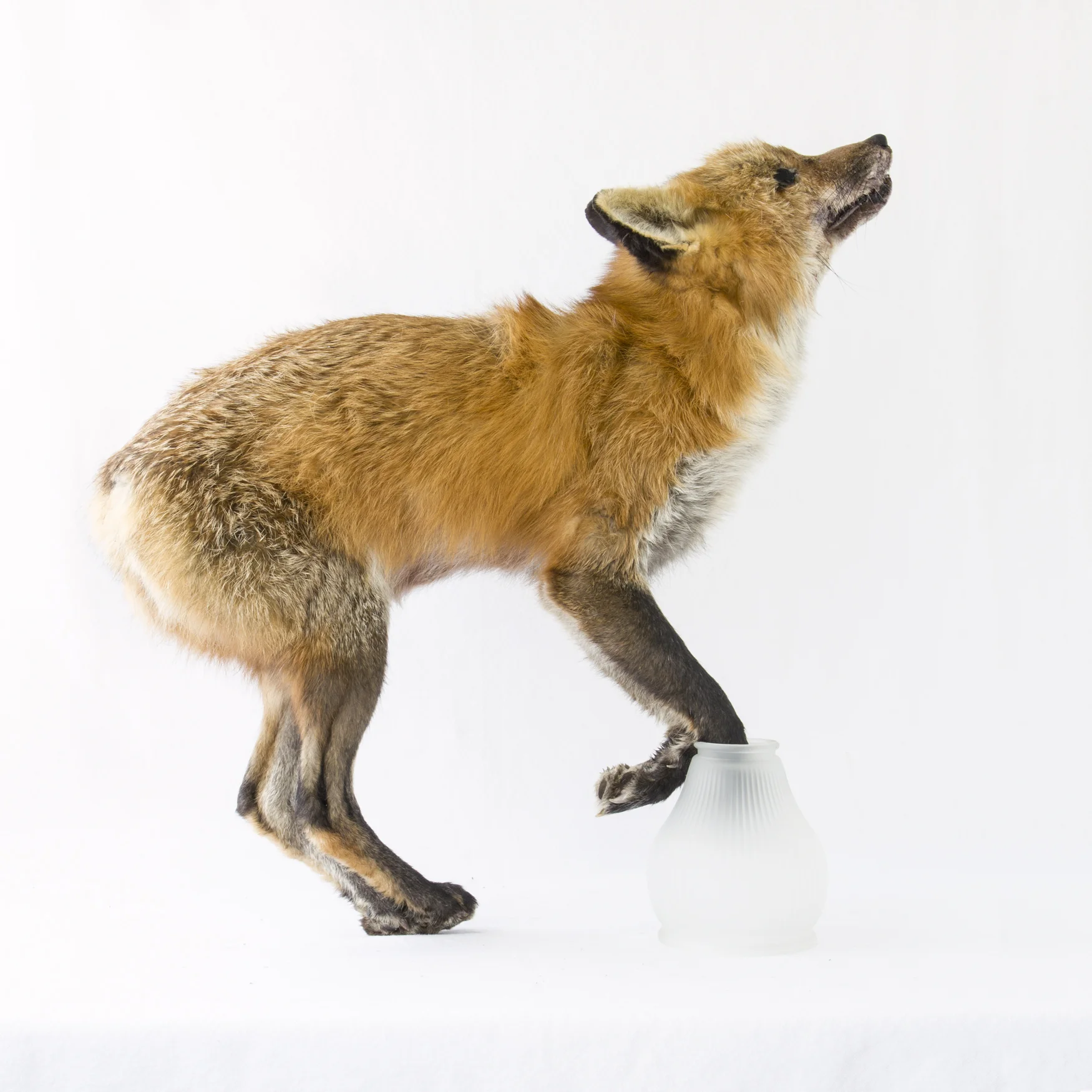Fox_Vanitas_0020.jpg