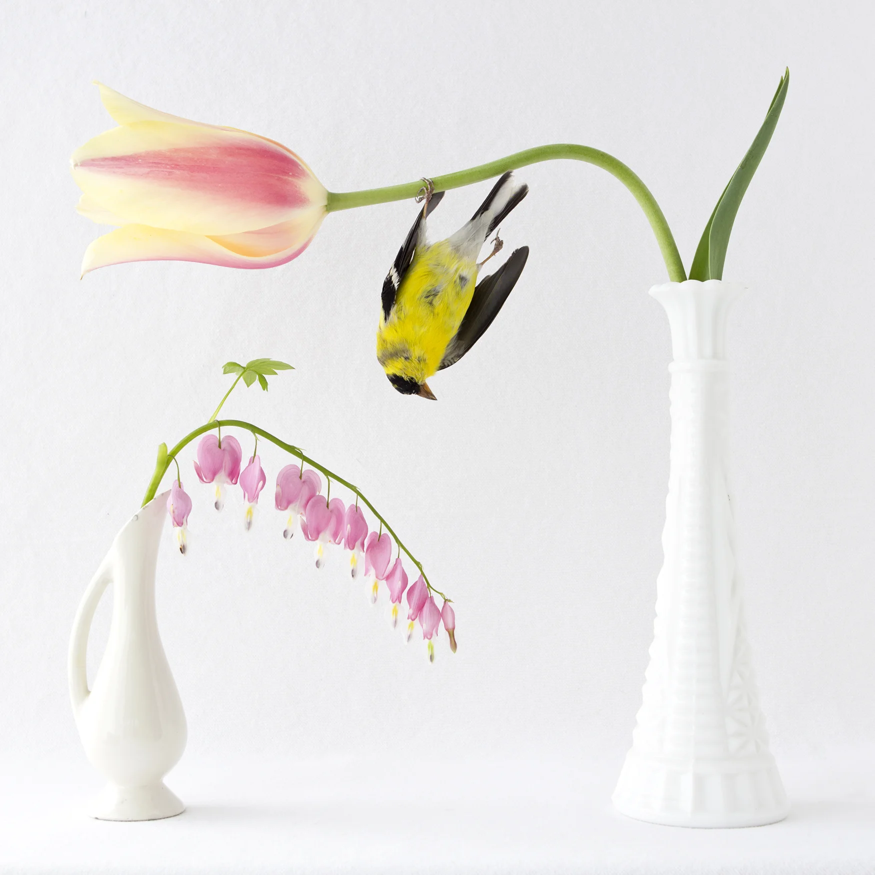 GoldFinchBleedingHeartTulip_straight.jpg