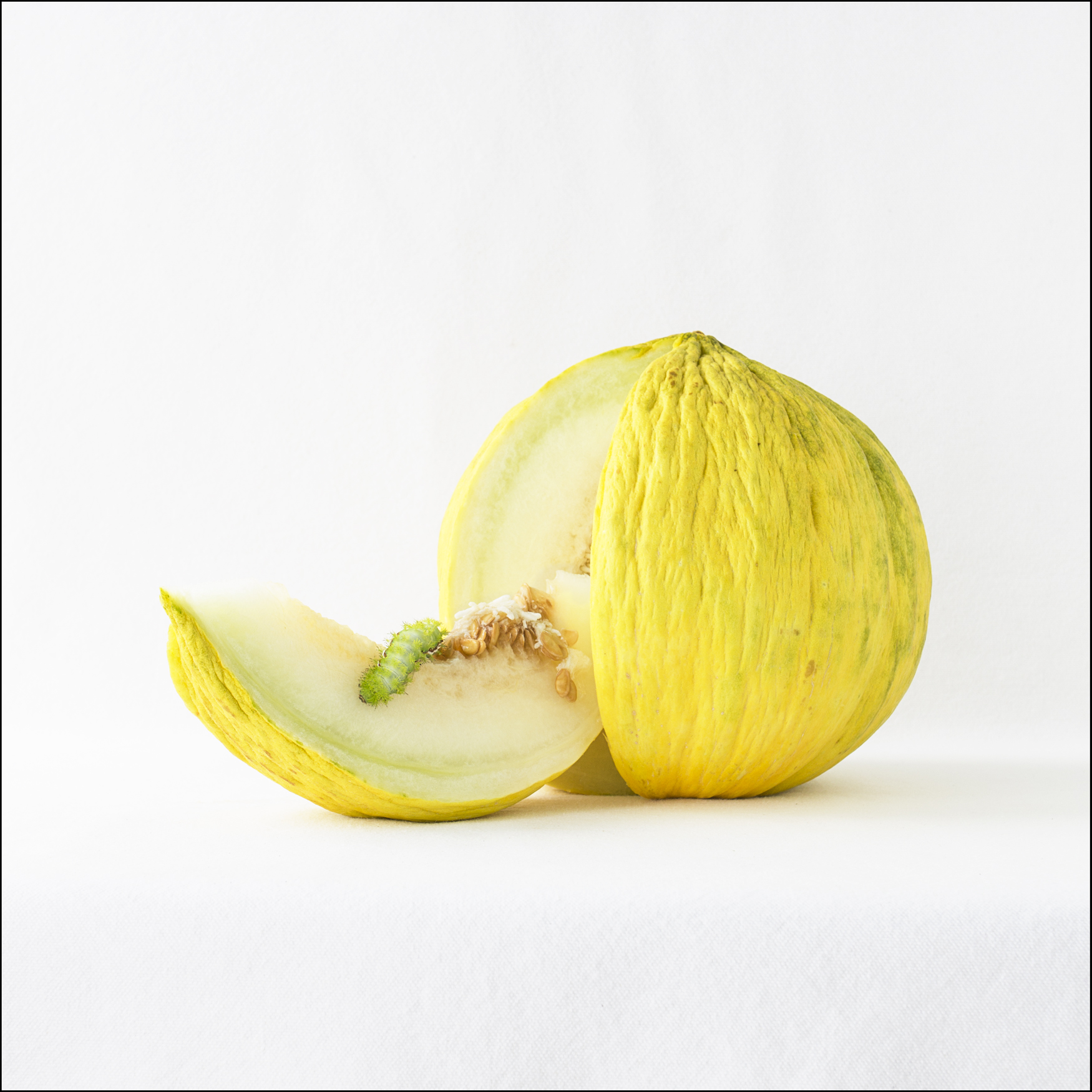 melon_catepillar_0082.jpg