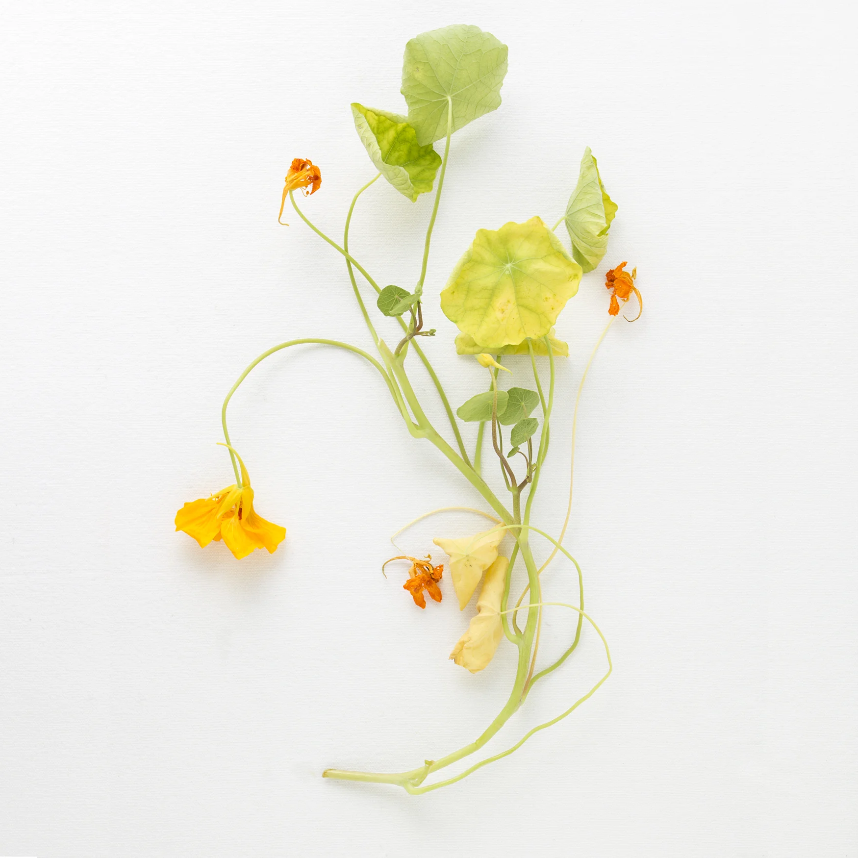Nasturtium.jpg