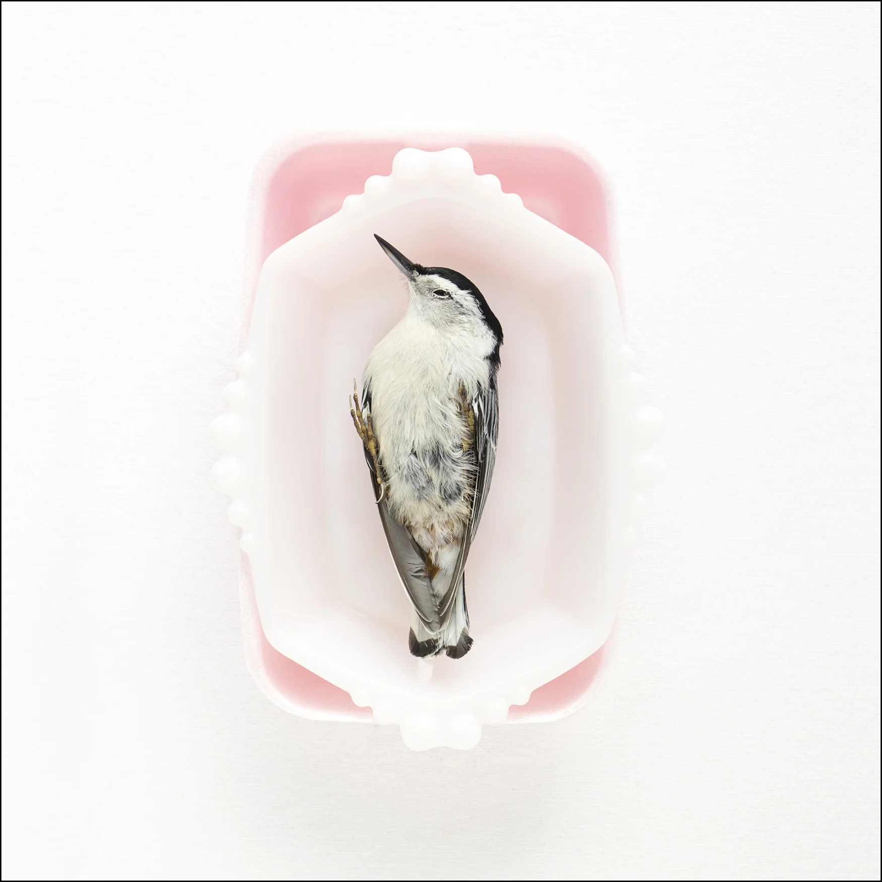NuthatchSoapdish.jpg