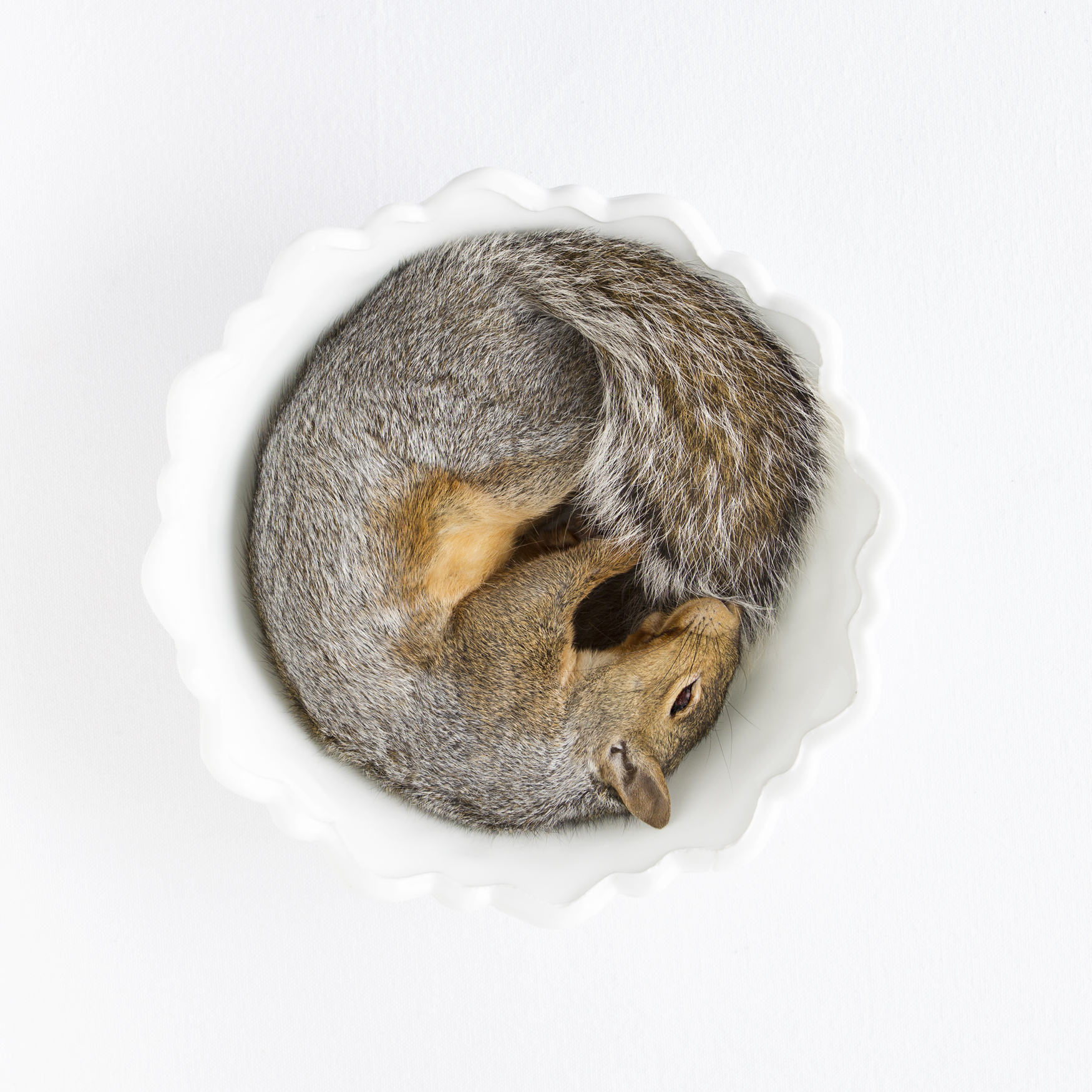 squirrelBowl_0009.jpg