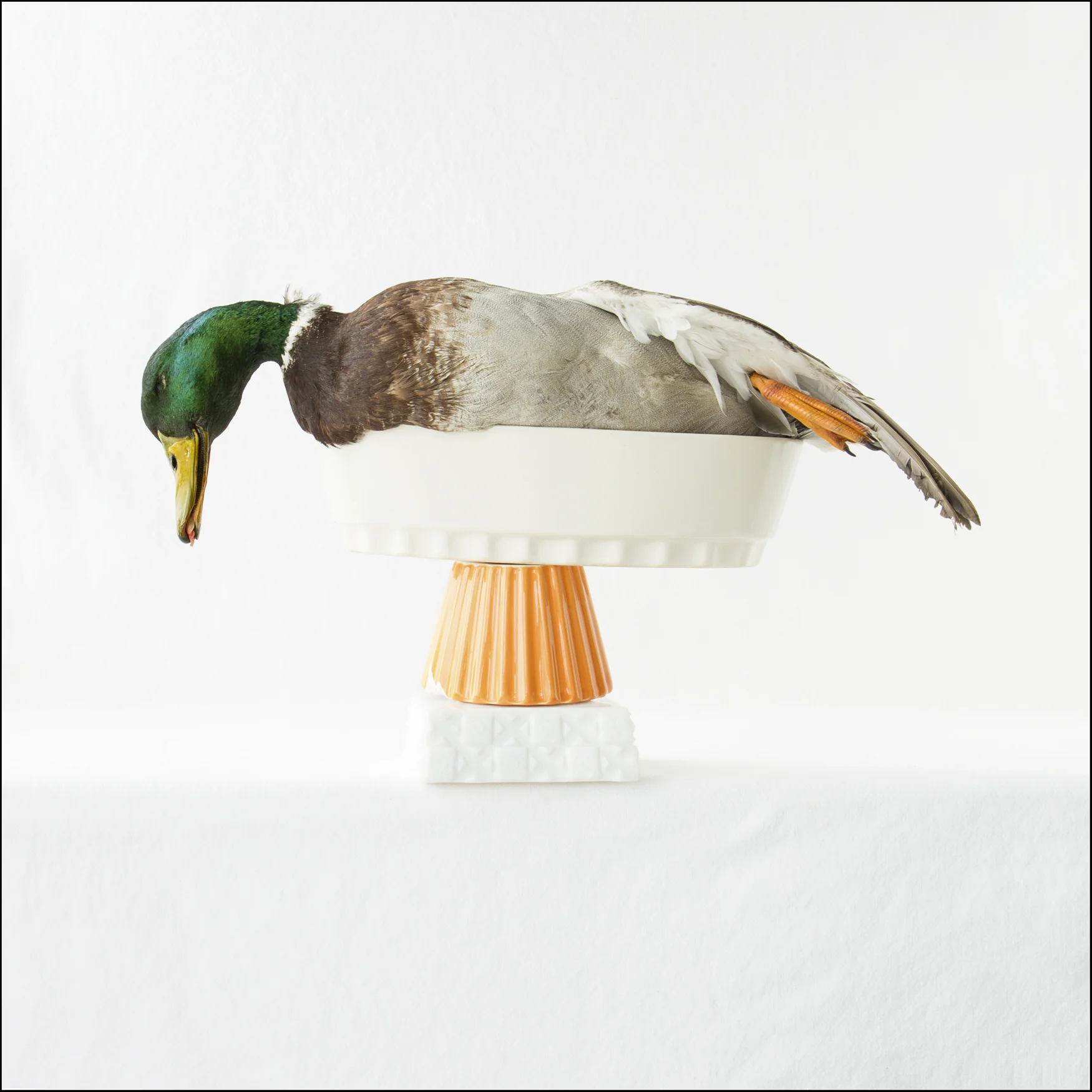 Vanitas_Duck1.jpg