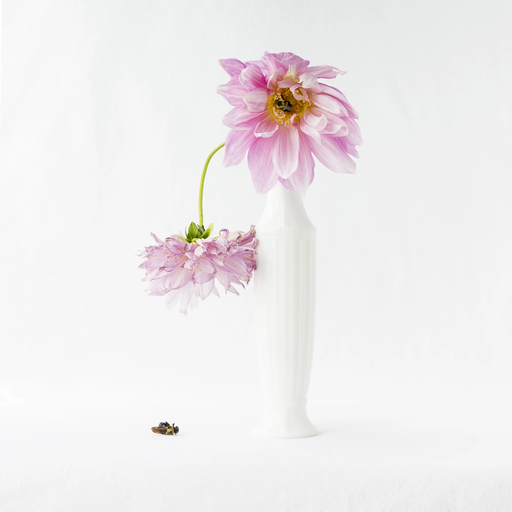 Vanitas_FlowerBee.jpg