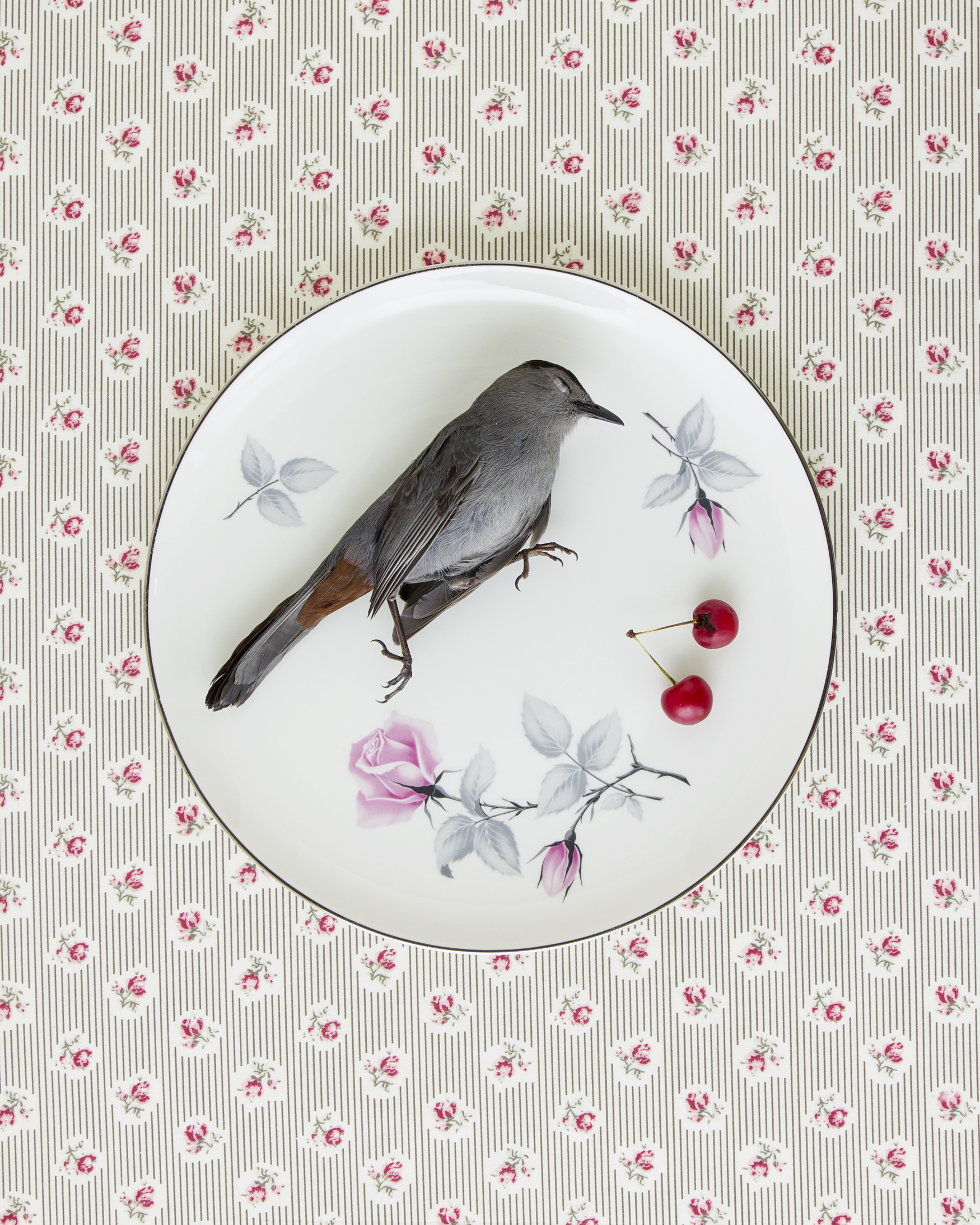 Catbird_Cherry_recipe2useme.jpg