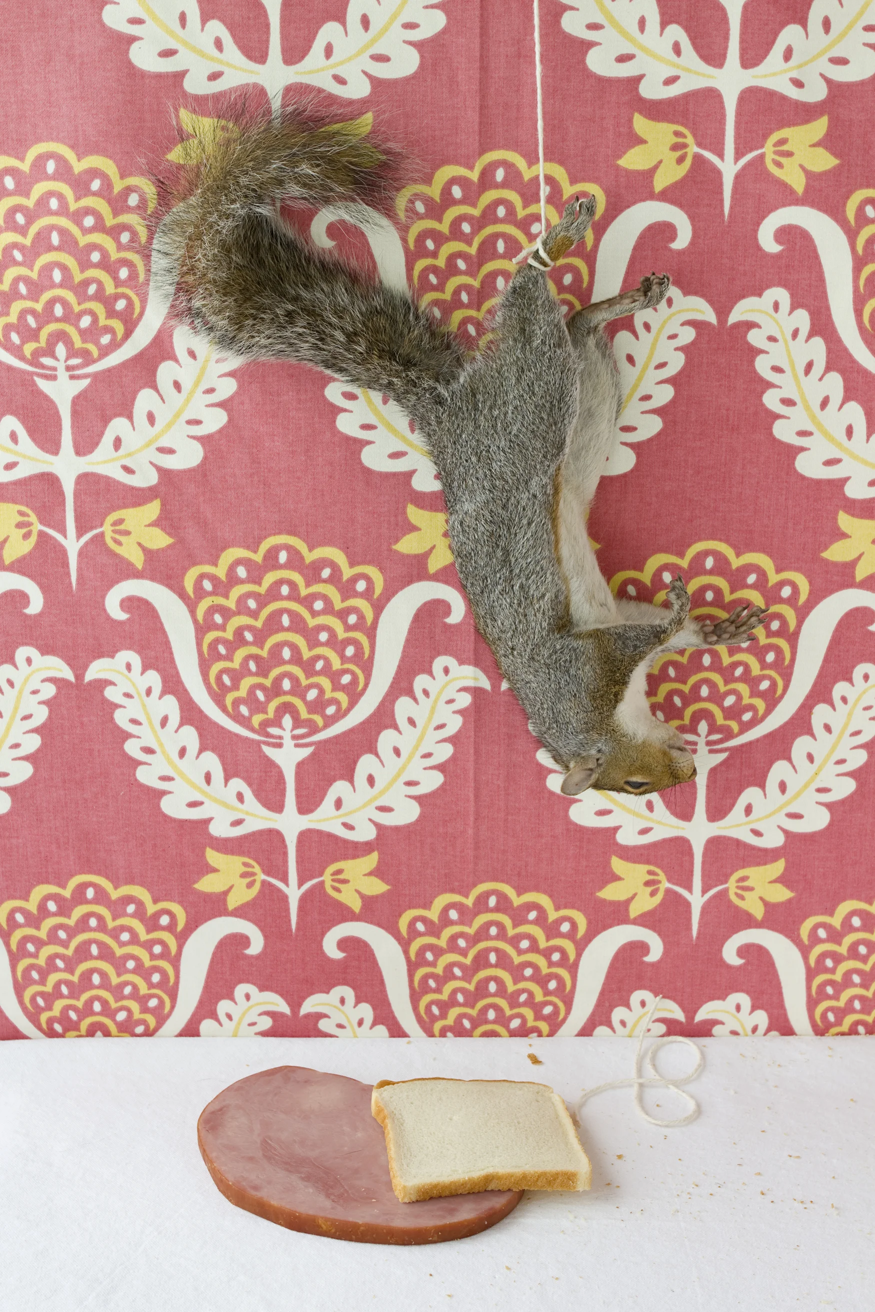 HamSquirrel18x27.jpg