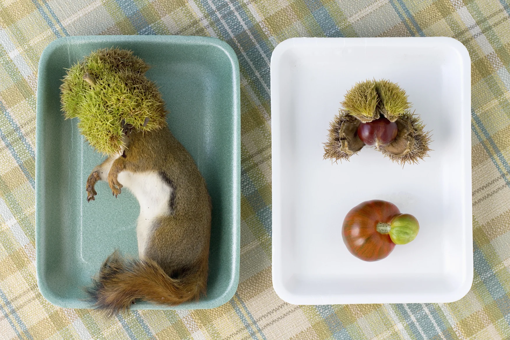 RedSquirrelandChestnuts18x27.jpg