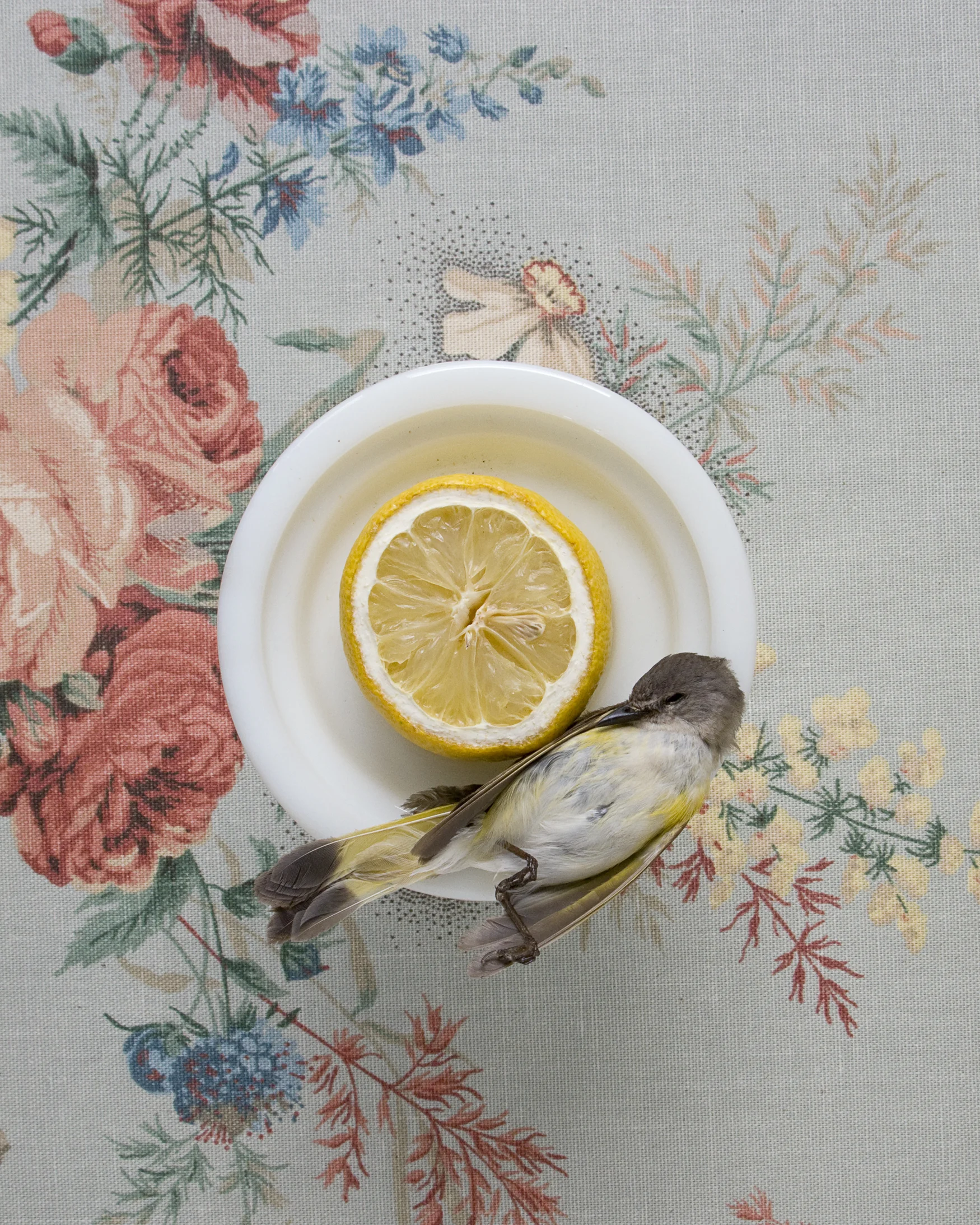 Warblerand lemon16x20.jpg