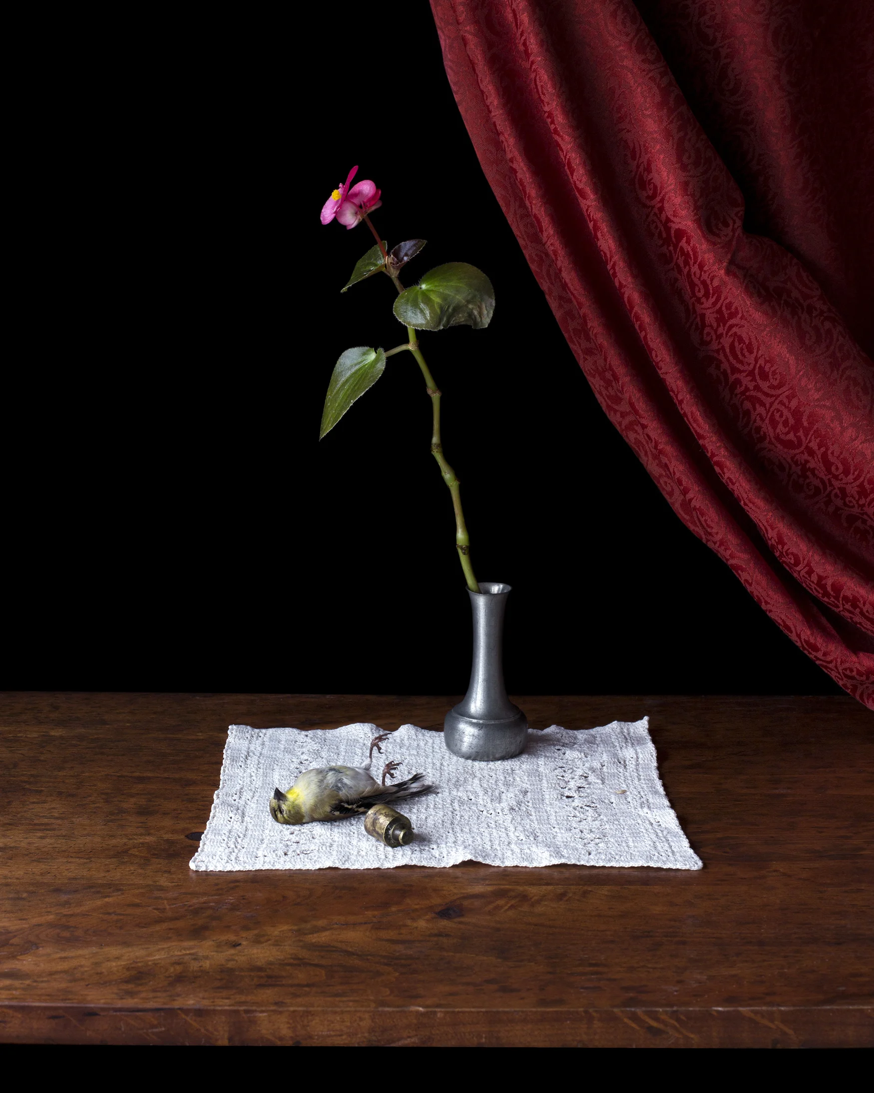 Begonia_finch1.jpg