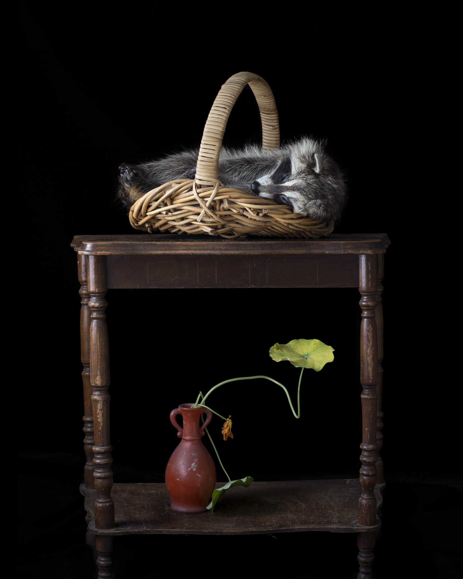 RaccoonShelf.jpg