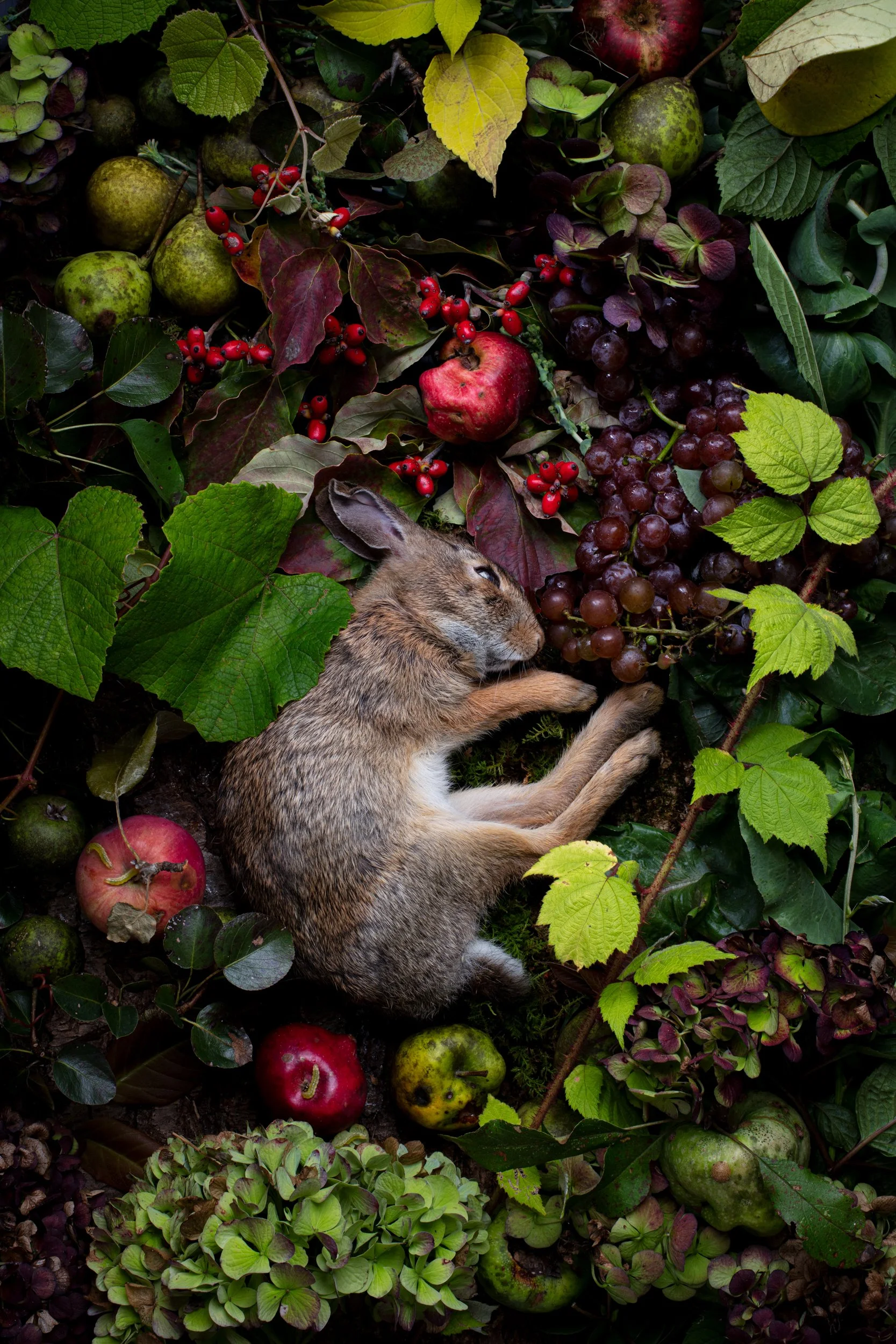 17September_Bunny_0035.jpg