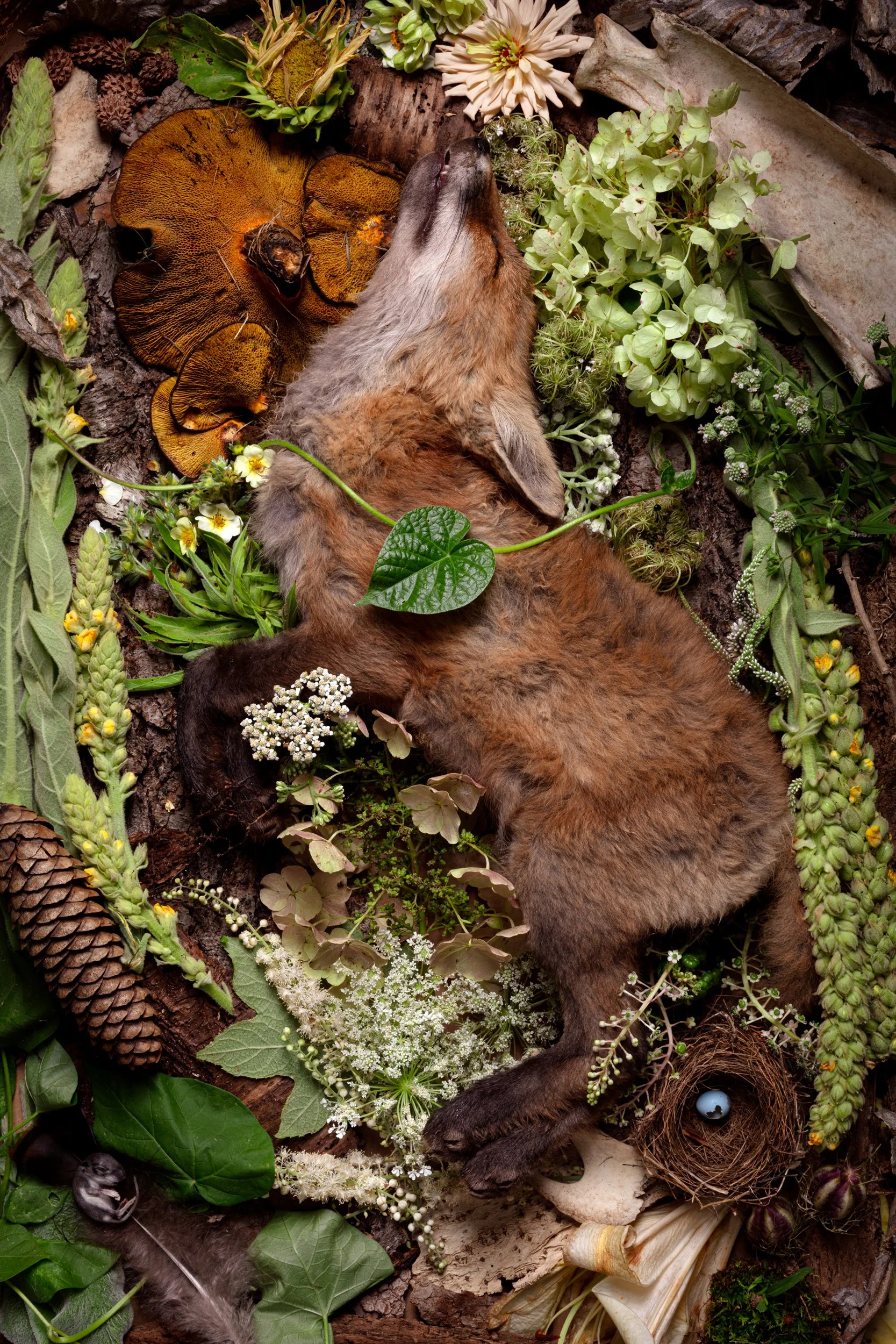 18July_FoxFlowers.jpg