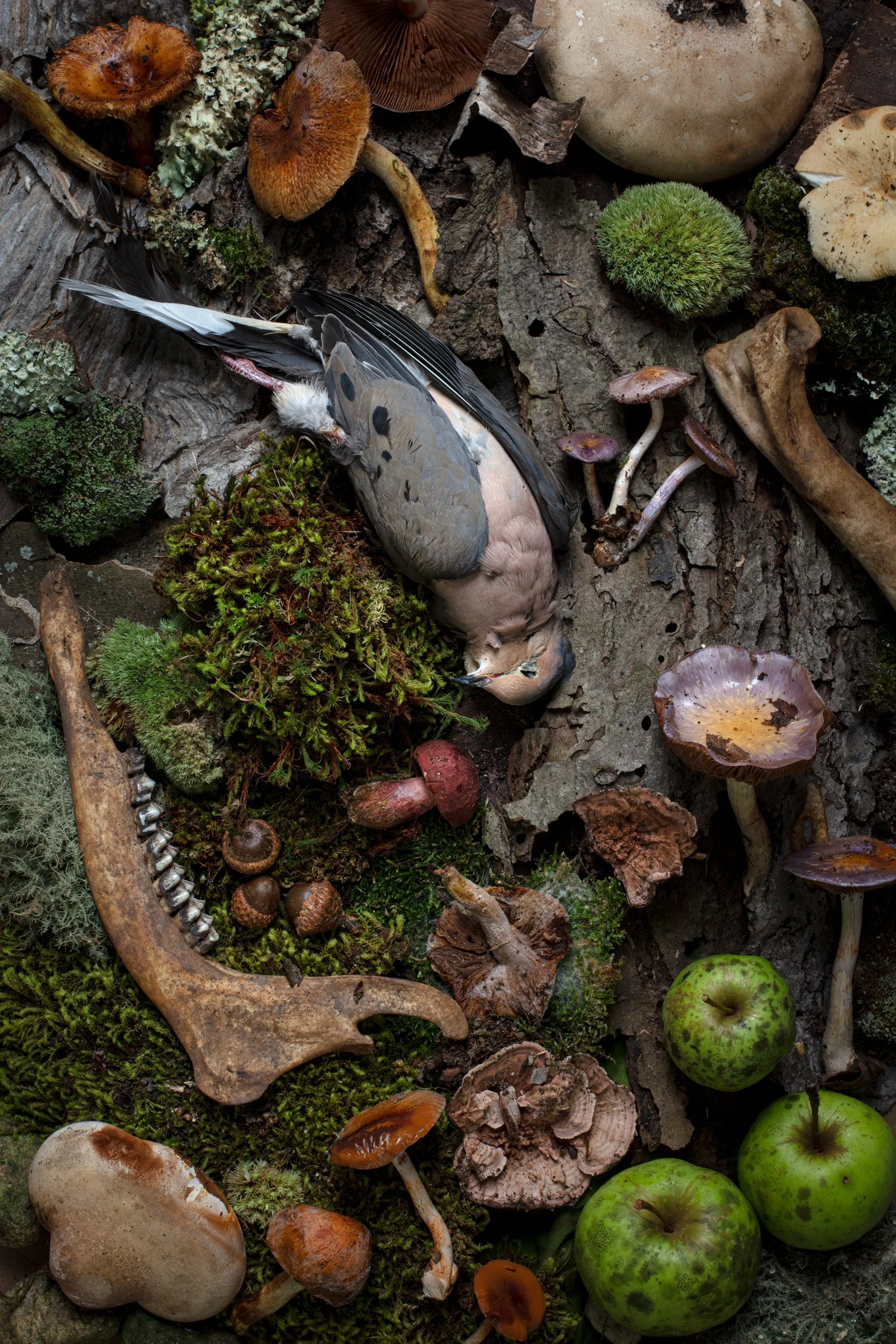 Gleaner_DoveMushrooms.jpg