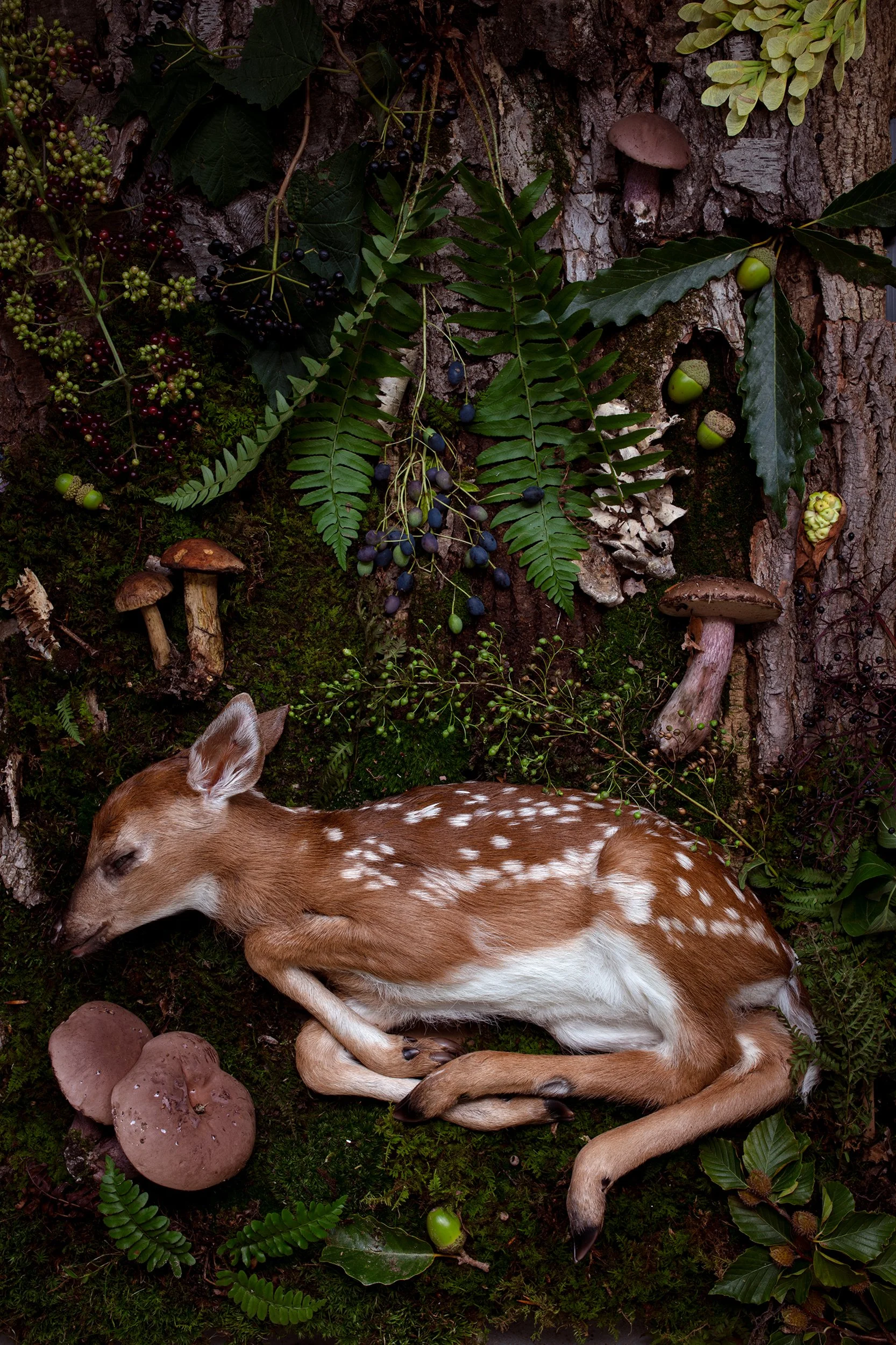 2Sept_BabyDeer_Gleaner_0043-1a.jpg