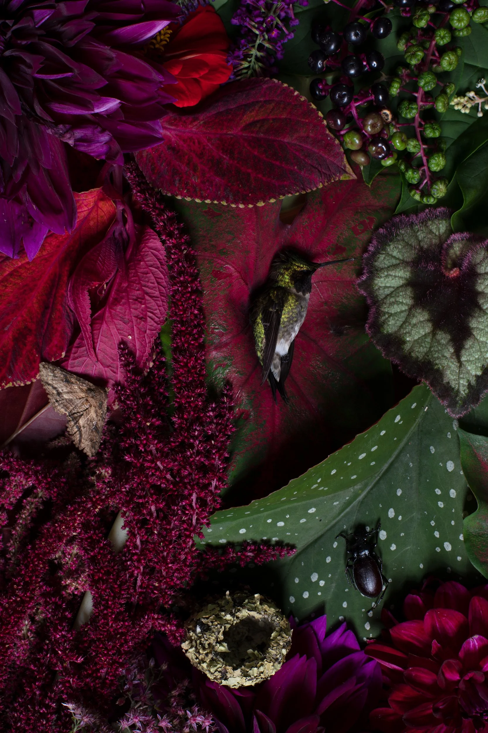 hummingbird_gleaner_0027.jpg