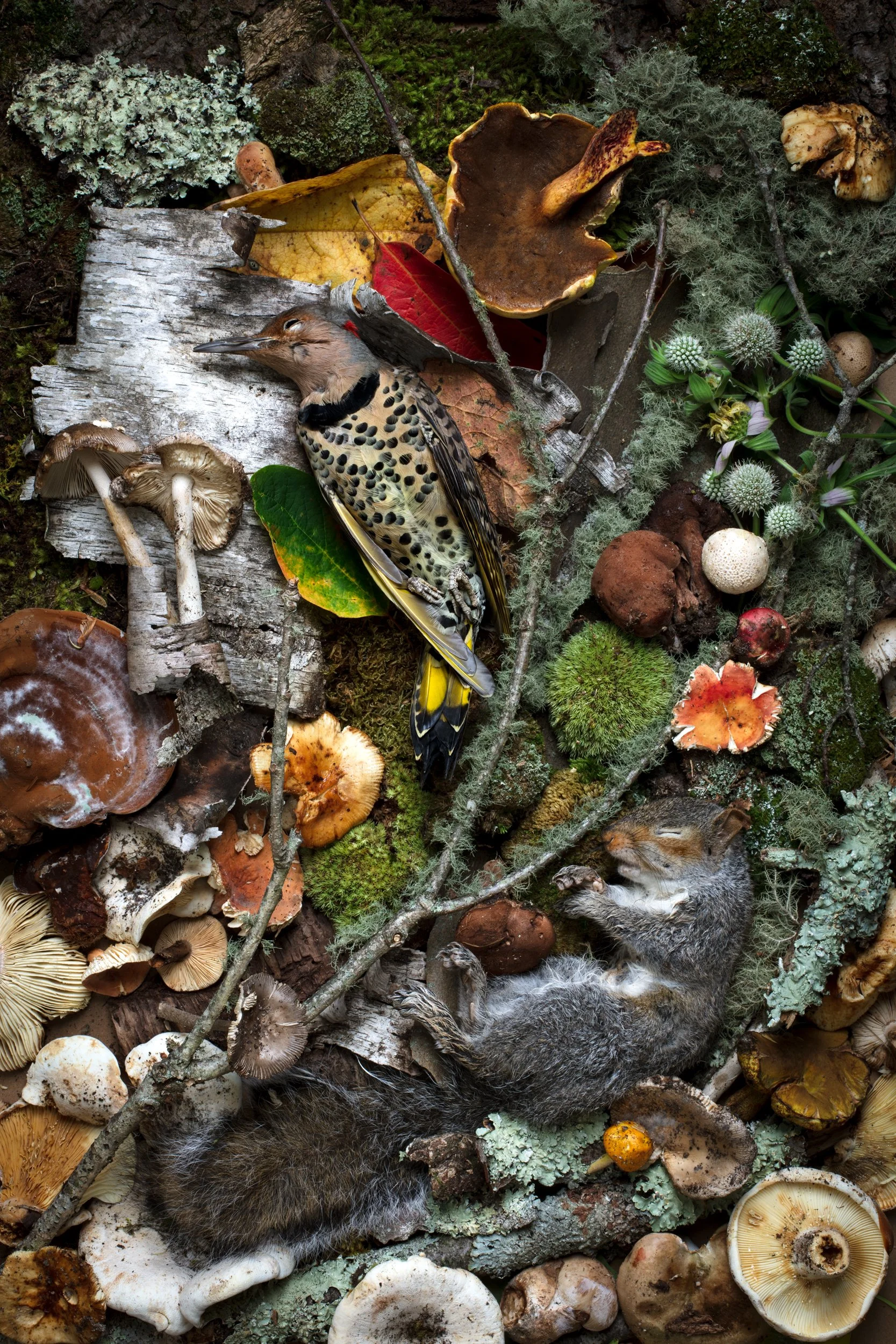 Woodpecker_Mushrooms_0009.jpg