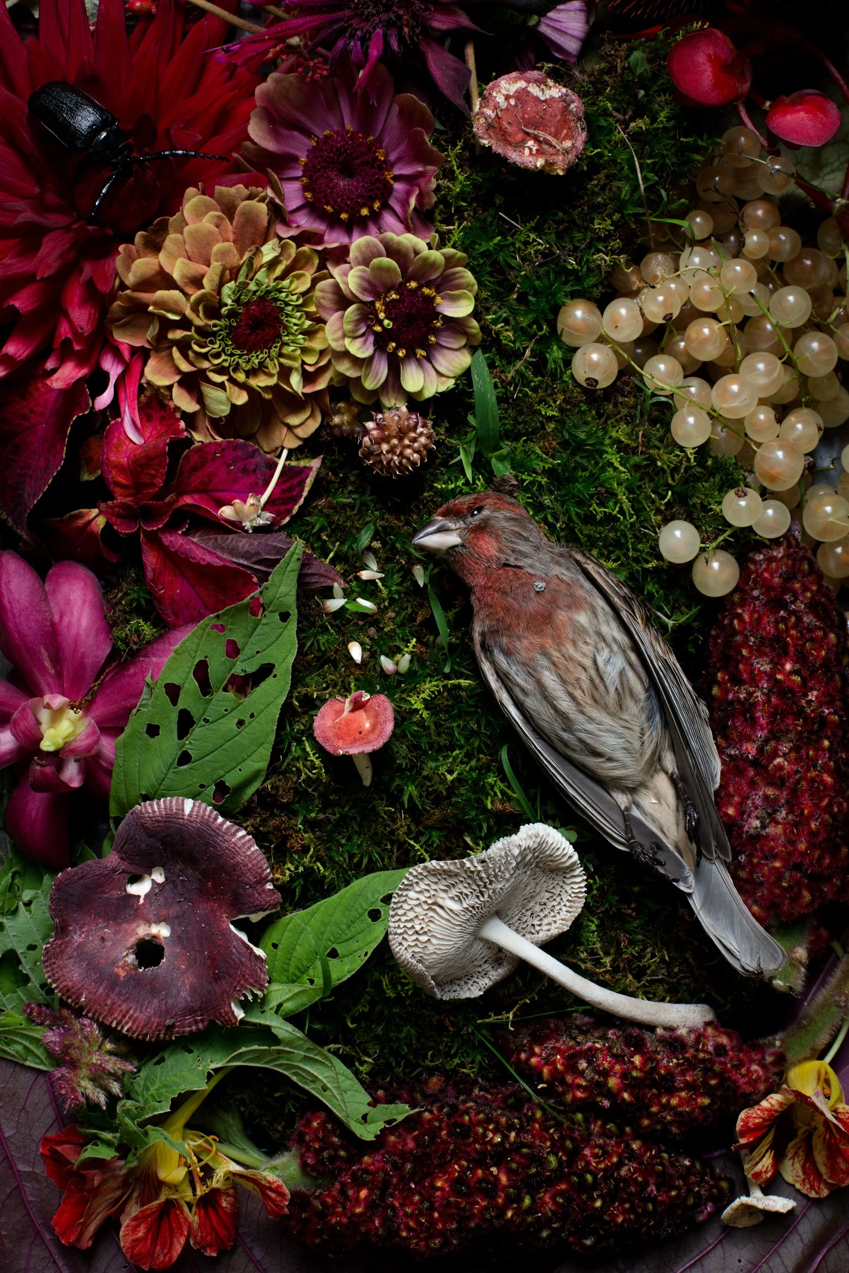 PurpleFinch.jpg