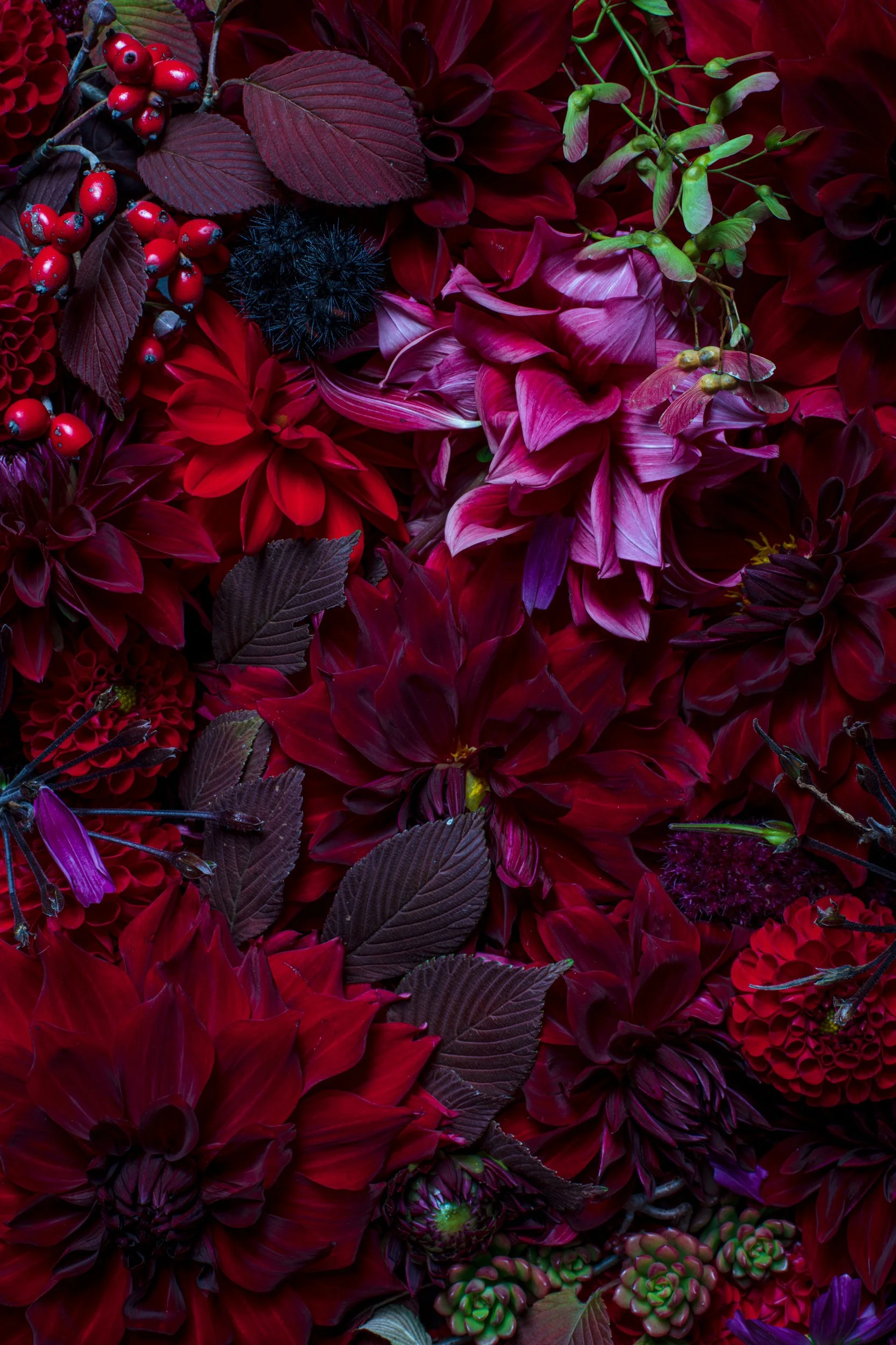 3October_RedFantasia_woollyBear.jpg