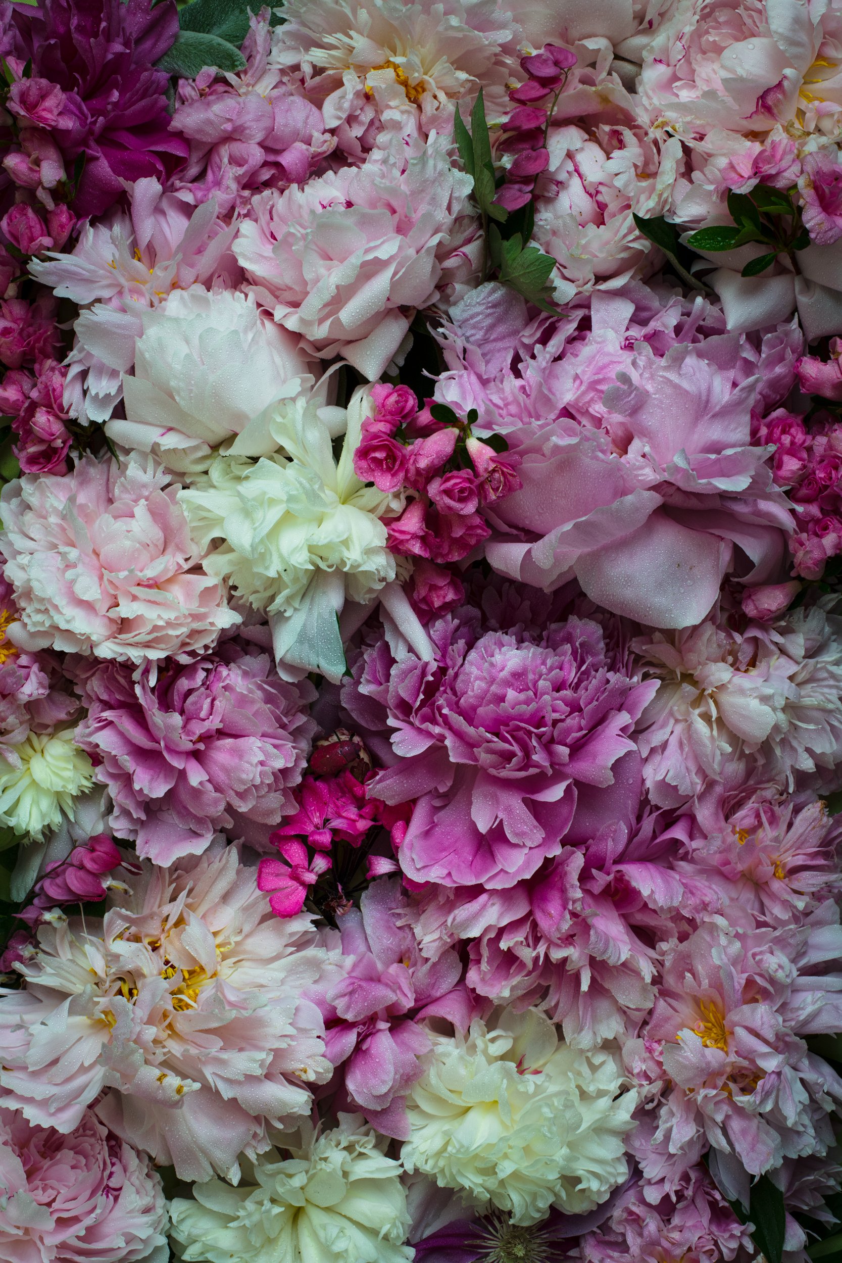 12_2021JUNE_PeonyExplosion_pink.jpg
