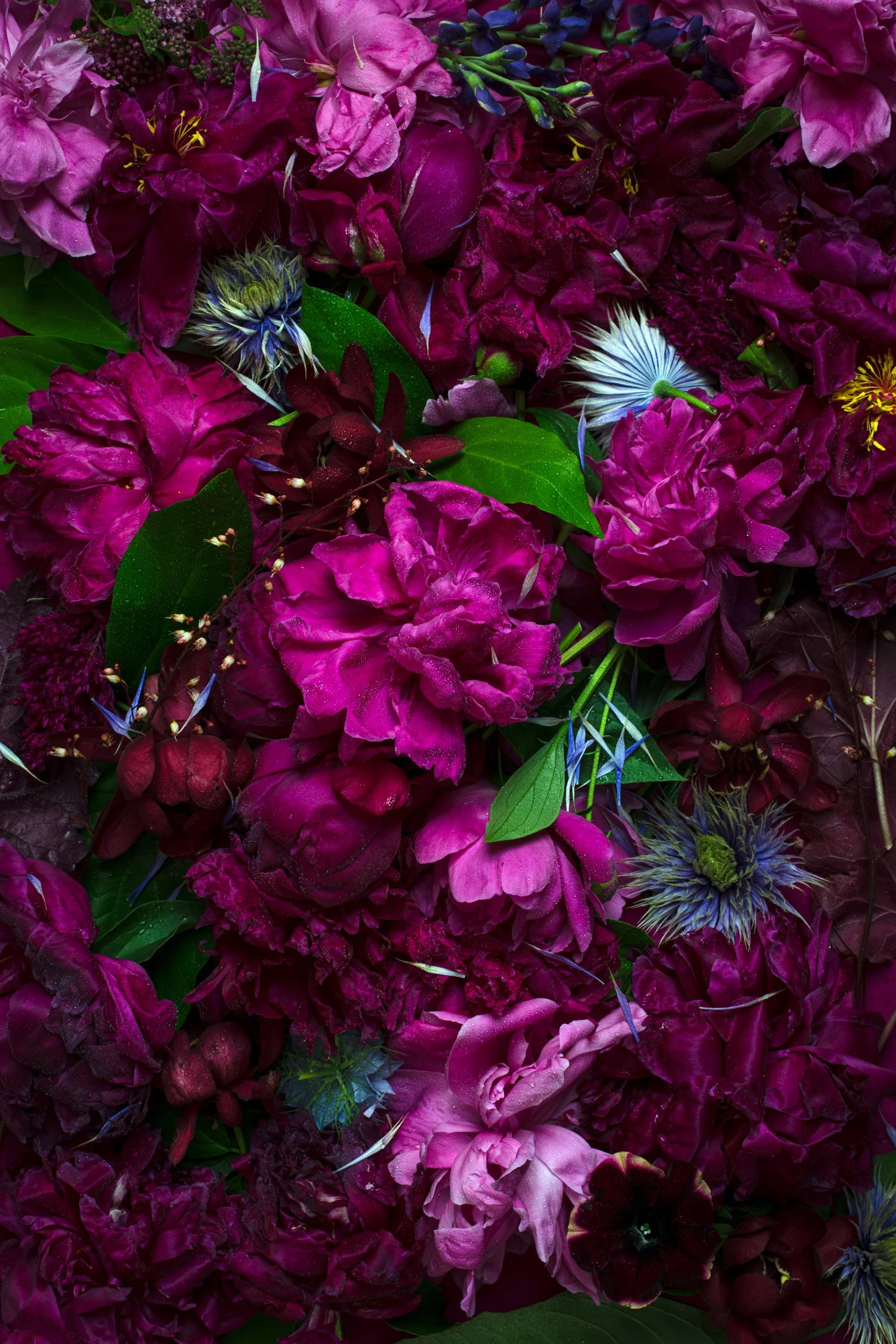 26_2021JUNE_PeonyExplosion_Magenta.jpg