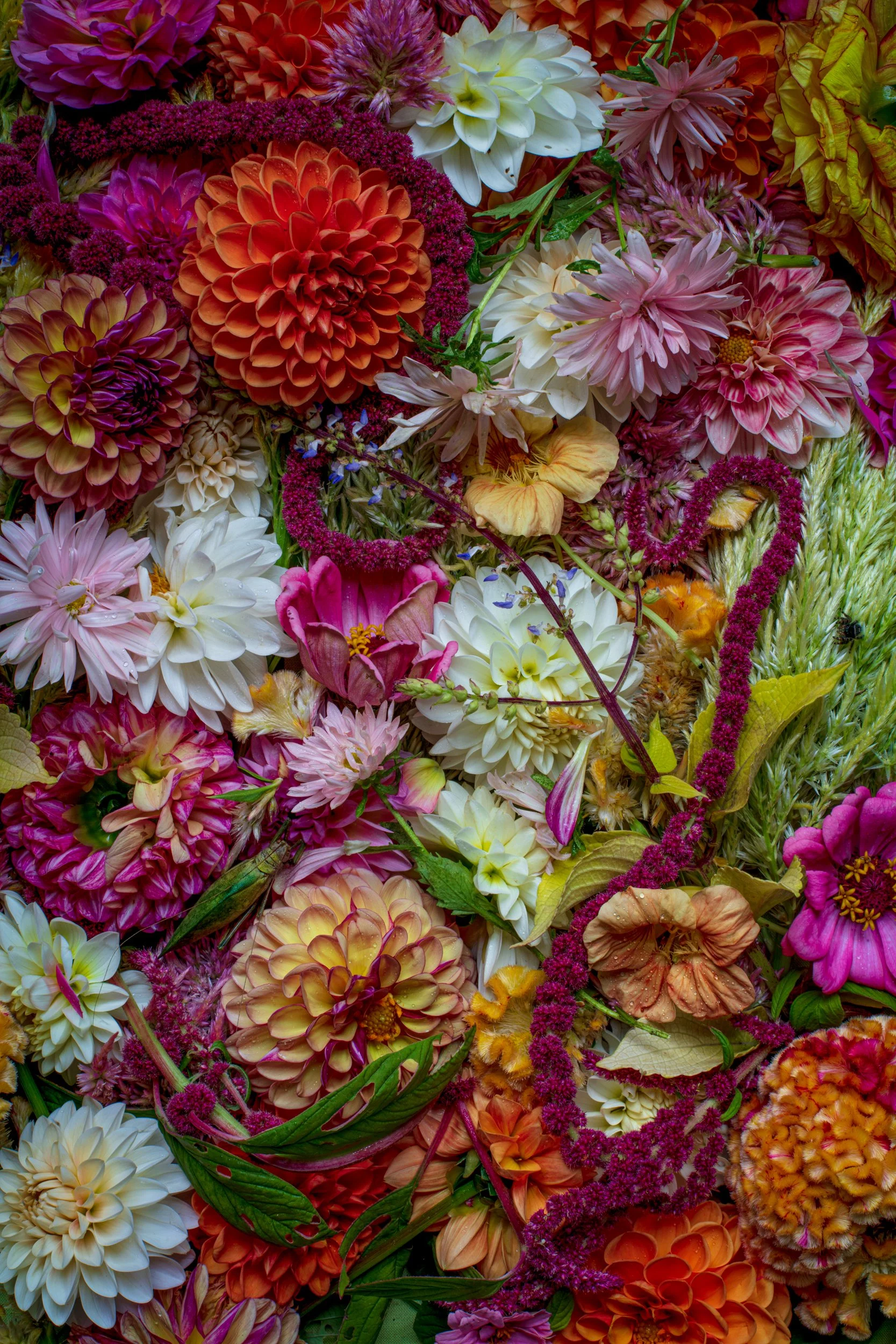 pink_Orange_fantasia_0034.jpg